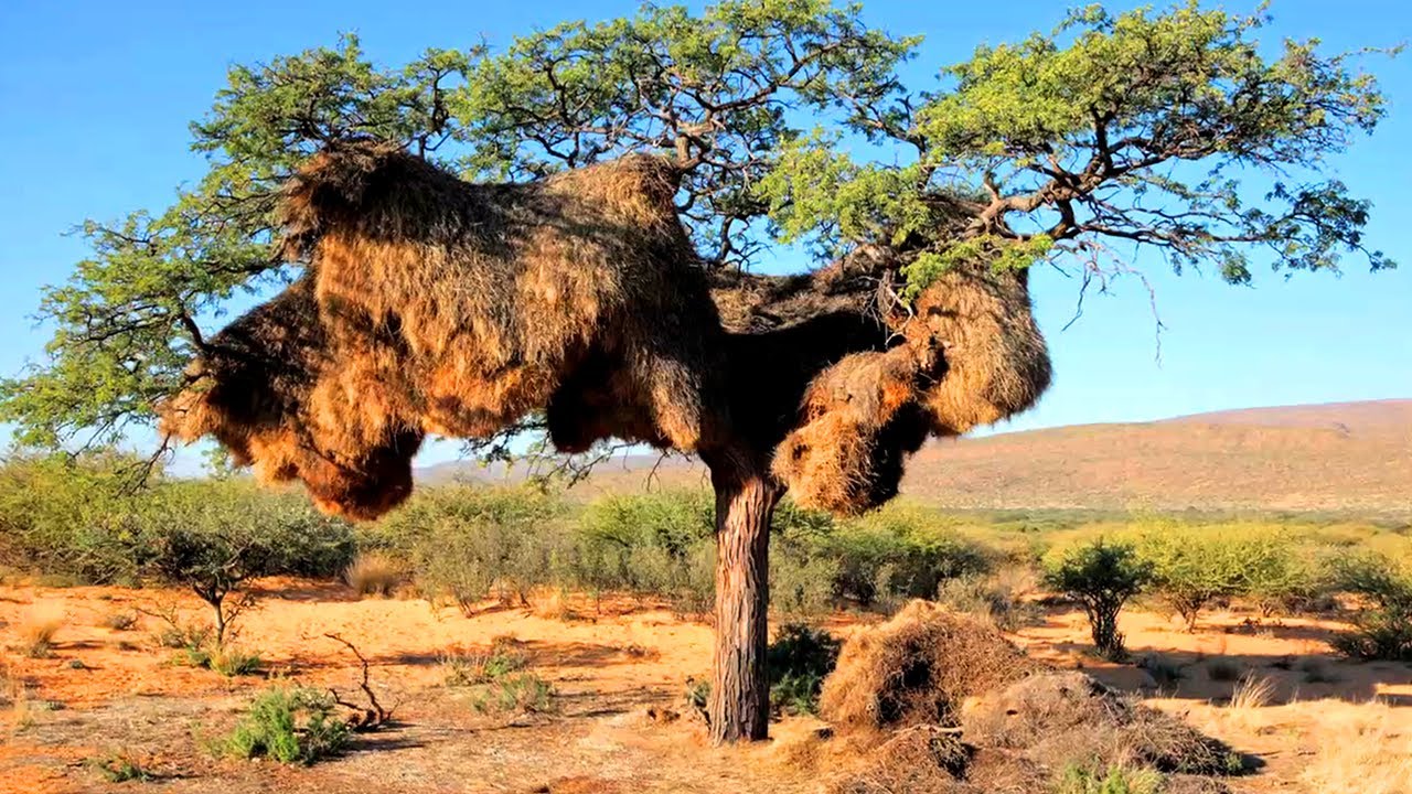 Small Bird With Massive Nest SA s Bird Of The Year